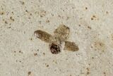 Fossil Insect - Green River Formation, Utah #99730-1